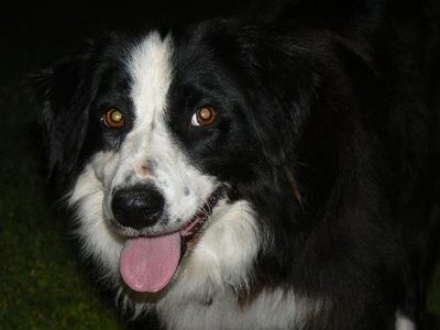 Daisy