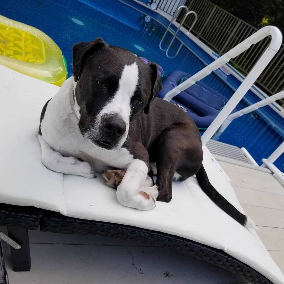 Apollo