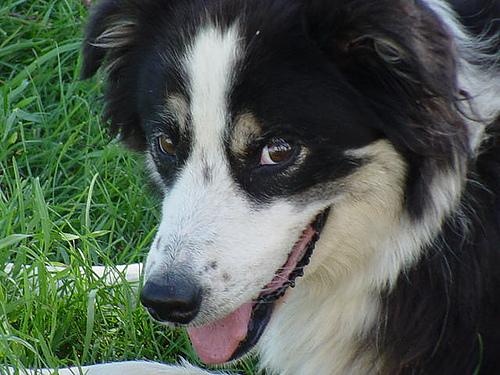 Bandit