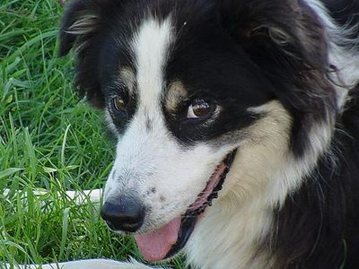 Bandit