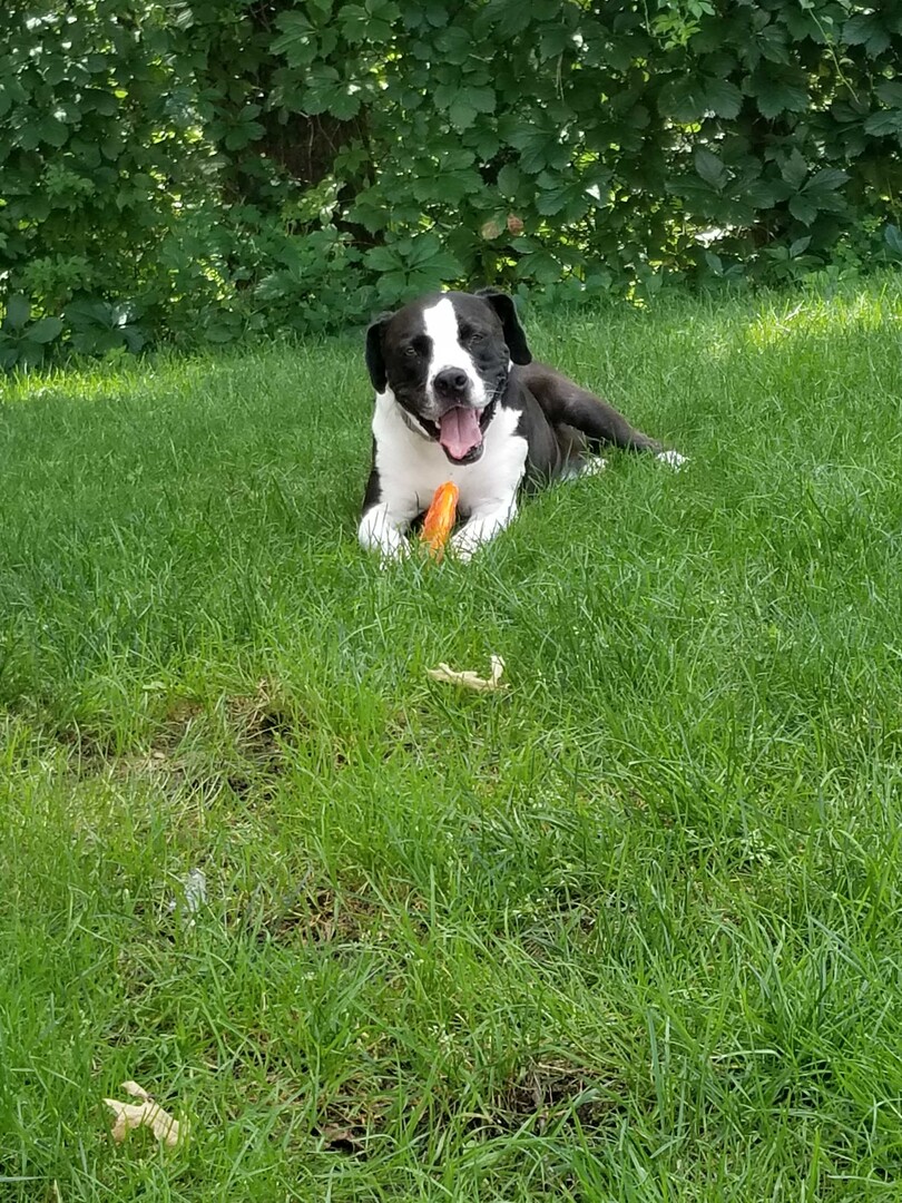 Ranger